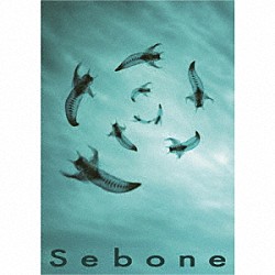 とた「Ｓｅｂｏｎｅ　－脊髄盤＋脊椎盤－」