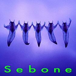 とた「Ｓｅｂｏｎｅ　－脊髄盤－」