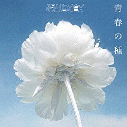限りなく白く「青春の種」