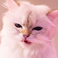 Ｍｙ　Ｈａｉｒ　ｉｓ　Ｂａｄ「 ｃａｔｓ」