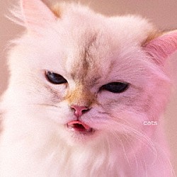 Ｍｙ　Ｈａｉｒ　ｉｓ　Ｂａｄ「ｃａｔｓ」
