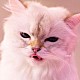 Ｍｙ　Ｈａｉｒ　ｉｓ　Ｂａｄ「ｃａｔｓ」