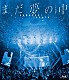 川崎鷹也「まだ夢の中　－日本武道館－」
