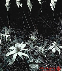 Ｄｉｒ　ｅｎ　ｇｒｅｙ「ａｉｎ’ｔ　ａｆｒａｉｄ　ｔｏ　ｄｉｅ」