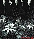 Ｄｉｒ　ｅｎ　ｇｒｅｙ「ａｉｎ’ｔ　ａｆｒａｉｄ　ｔｏ　ｄｉｅ」