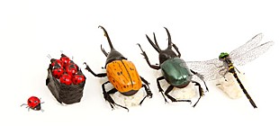 「「CDショップ大賞」ブロック賞受賞の新星 メジャー進出発表」