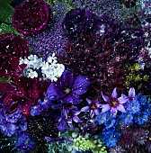 「シングル『あなたに出会わなければ～夏雪冬花～/星屑ビーナス』　初回生産限定盤」3枚目/5