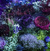 「シングル『あなたに出会わなければ～夏雪冬花～/星屑ビーナス』　通常盤」4枚目/5