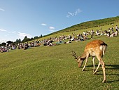 「THE BOOM、植村花菜らが出演！鹿も参戦！？の若草山MUSIC FESTIVAL が今年も開催！」1枚目/10
