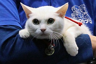 「白猫、玉之丞の登場に、会場全員がメロメロ」