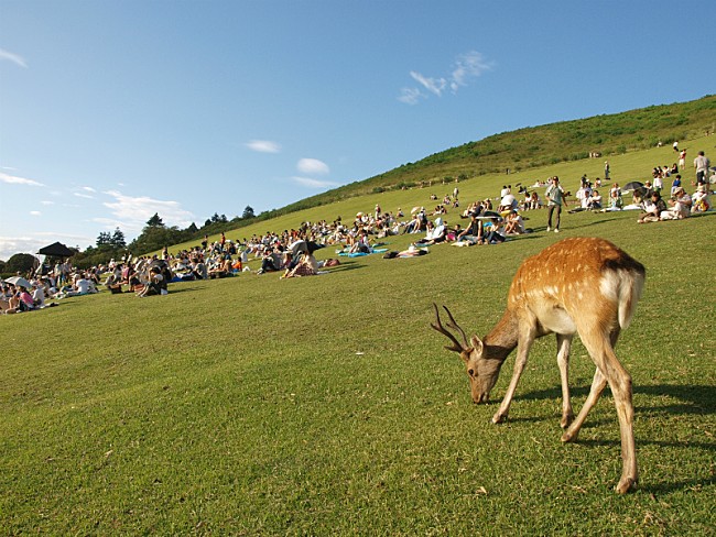 「【若草山 MUSIC FESTIVAL 2014】過去の写真」3枚目/6