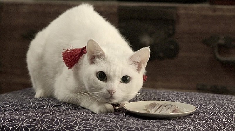 「「猫侍」シリーズのドラマ主題歌がCD化＆PV解禁」1枚目/4