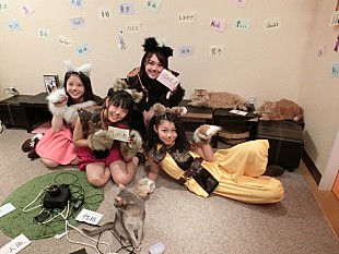 「2/22猫の日 可愛すぎる猫が100匹登場するジェイディーズ『No.ニャイン』動画公開」