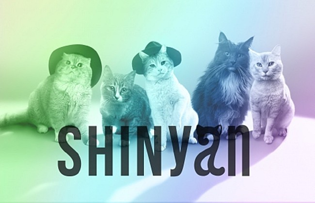 「猫5匹組SHINyanデビュー、リーダー・オニュにゃん「SHINeeに負けにゃい」」1枚目/2