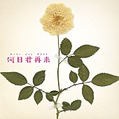 「高畑充希が歌い上げる昭和に大ヒットした愛の名曲＜何日君再来＞PV完成」1枚目/1