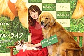 「佐々木希、愛犬との出会いを語る　「ビビッときて、急いでお金を下ろしに…」」1枚目/1