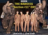 「THE BAWDIES、LINE LIVE『“Section #11” DX!!』生配信決定」1枚目/5