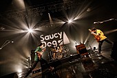 「＜ライブレポート＞Saucy Dog、ライブバンドとしての進化を見せた初のZeppTokyoワンマン」1枚目/8