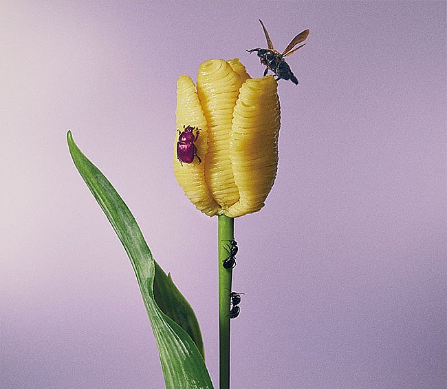 「【先ヨミ・デジタル】あいみょん『おいしいパスタがあると聞いて』DLアルバム現在首位　TWICEのベストが現在3位に」1枚目/1