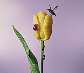 「【ビルボード】あいみょん『おいしいパスタがあると聞いて』がDLアルバム2連覇　エイバ・マックスのデビューALは5位に」1枚目/1