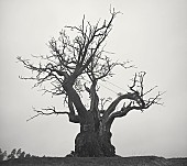 「【ビルボード】SEKAI NO OWARI『SEKAI NO OWARI 2010-2019』が総合アルバム首位　ずとまよ/millennium paradeが続く」1枚目/1