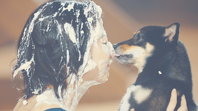 「豆柴の大群が落とし穴＆タライ＆熱湯風呂、藤井健太郎監督の「走れ豆柴」MV公開」1枚目/5