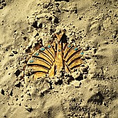 「アルバム『大発見』」19枚目/20