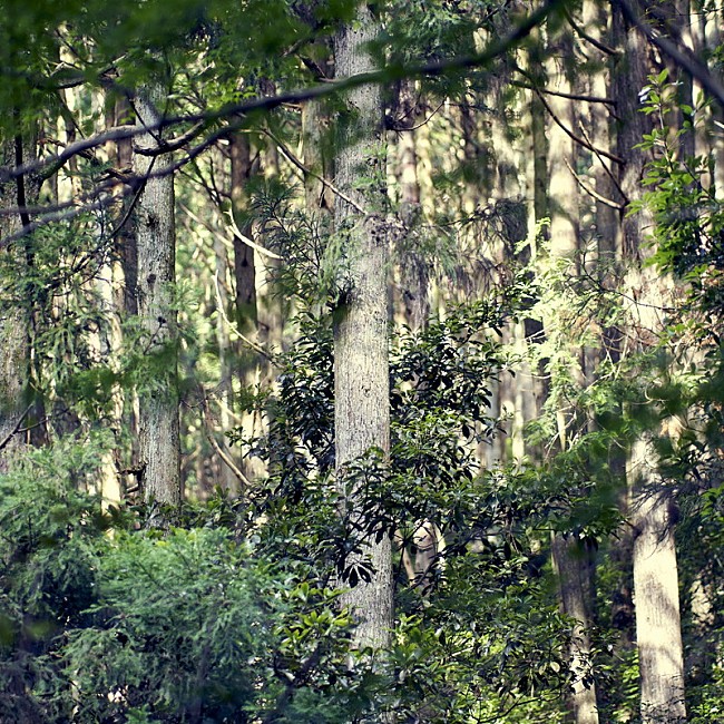 「配信シングル「Mountain Song」」2枚目/2