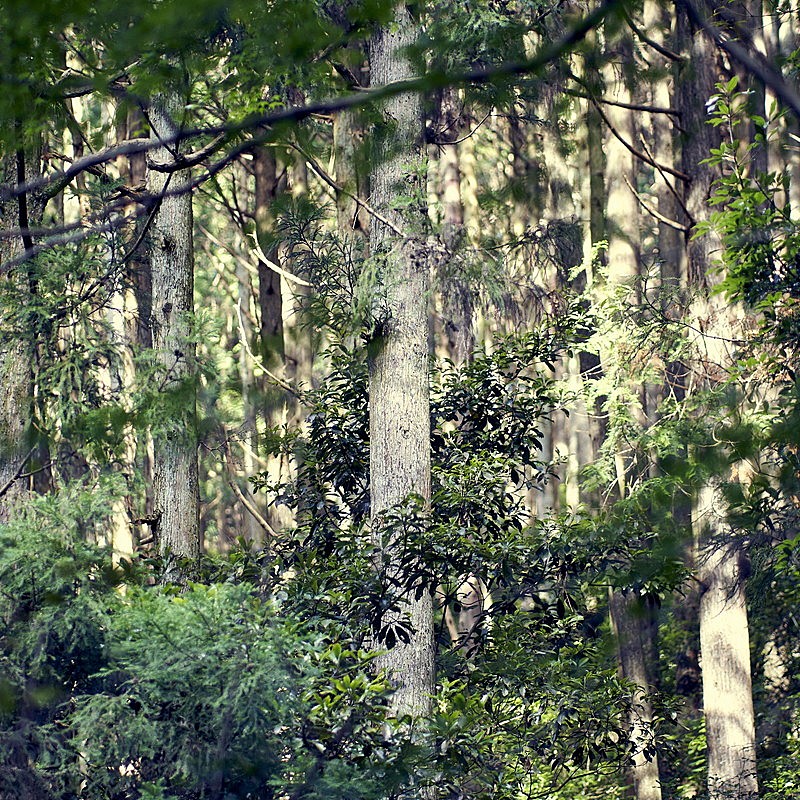 「配信シングル「Mountain Song」」2枚目/2