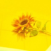Vaundy「Vaundy「花占い」自身7曲目のストリーミング累計1億回再生突破」1枚目/1