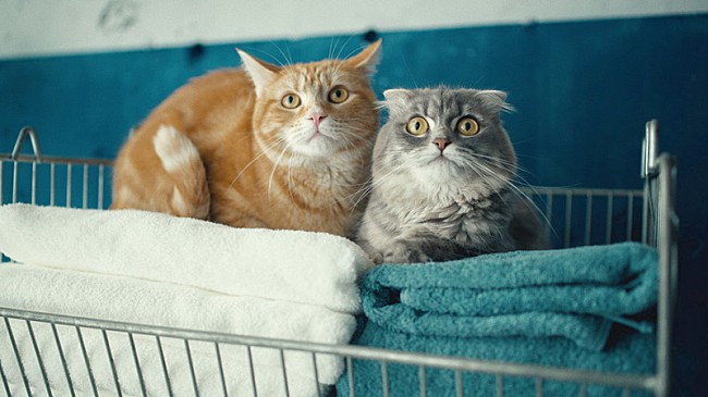 「「パナソニック洗濯機「#それぞれのセンタク」白井眞輝篇」」13枚目/19