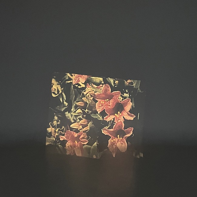 「jizue、新EP『gnome』を発表／Style KYOTO管弦楽団を交えたオーケストラ公演＆ツアーも決定」1枚目/2