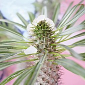 「足立佳奈、新曲「WALK」配信決定」1枚目/4