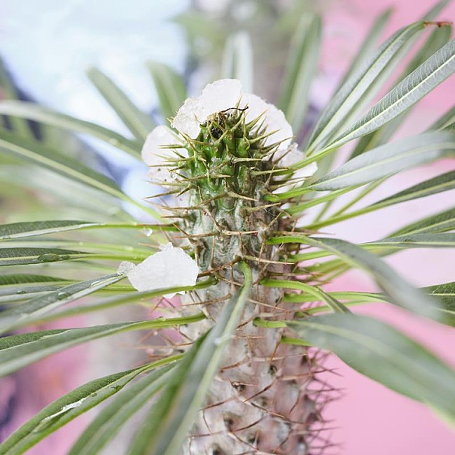 「足立佳奈、新曲「WALK」配信決定」1枚目/4