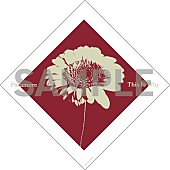 「アルバム 『This Is Why』特典」4枚目/4