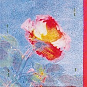 「	yonawo 配信シングル「Rhodes feat. どんぐりず」」2枚目/4