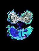 「須田景凪 アルバム『Ghost Pop』初回生産限定盤」2枚目/4