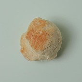 「小林私、「花も咲かない束の間に」先行配信決定」1枚目/3