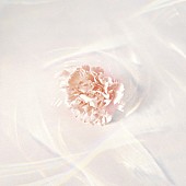 「【TikTok Weekly Top 20】マルシィ「ラブソング」が2週連続首位獲得、記念日から今日までの“day since”で人気の楽曲も浮上」1枚目/1