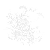 「Aimer シングル『白色蜉蝣』通常盤」2枚目/5