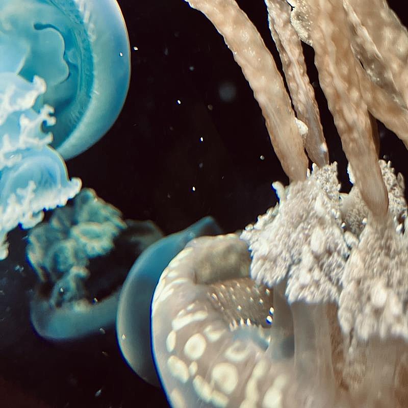 「Have a Nice Day!、新曲「メビウス」配信開始」1枚目/2