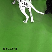 「No Buses EP『1624』」2枚目/2