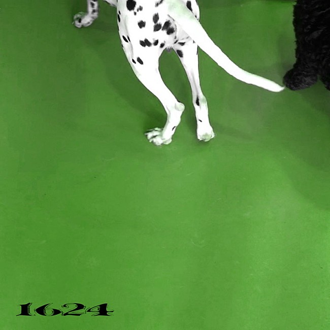 「No Buses EP『1624』」2枚目/2