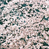 「ズーカラデル、AL『太陽歩行』収録の新曲「スーパーソニックガール」配信開始」1枚目/3