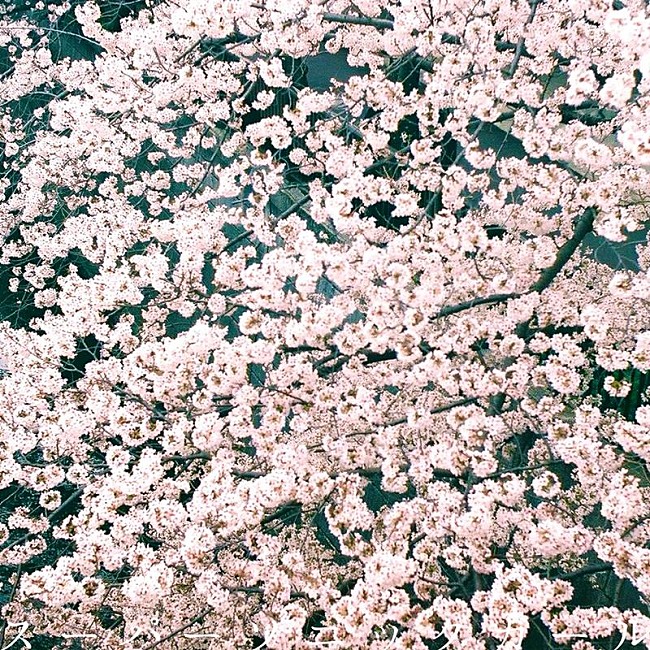 「ズーカラデル、AL『太陽歩行』収録の新曲「スーパーソニックガール」配信開始」1枚目/3