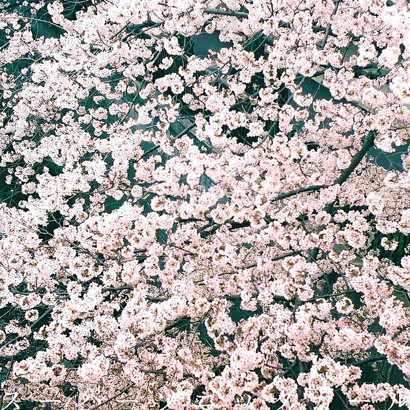 ズーカラデル、AL『太陽歩行』収録の新曲「スーパーソニックガール」配信開始 