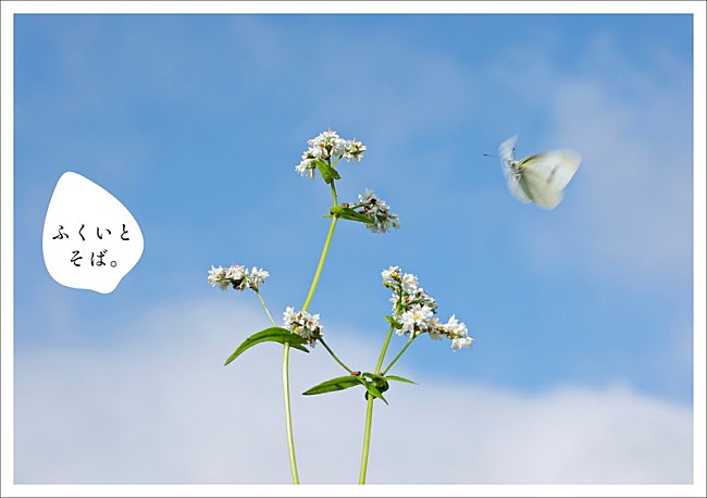 「フリーペーパー『ふくいとそば。The Booklet』」9枚目/9