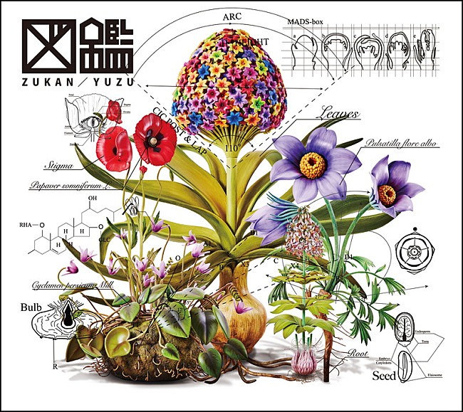 「ゆず アルバム『図鑑』」2枚目/2