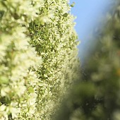 「あたらよ、ニューSG「雫」配信リリース」1枚目/1