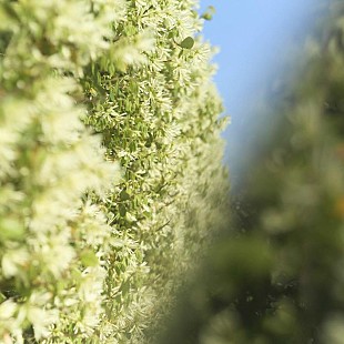 「あたらよ、ニューSG「雫」配信リリース」